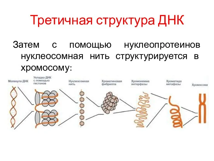 Третичная структура ДНК Затем с помощью нуклеопротеинов нуклеосомная нить структурируется в хромосому: