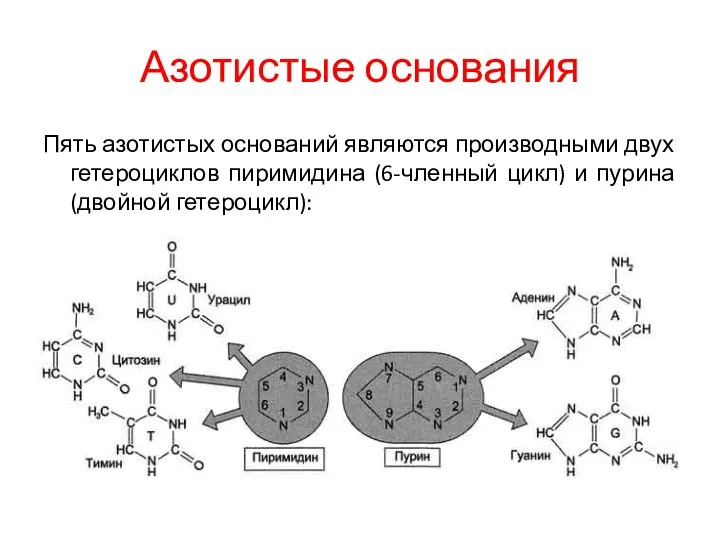 Азотистые основания Пять азотистых оснований являются производными двух гетероциклов пиримидина (6-членный цикл) и пурина (двойной гетероцикл):