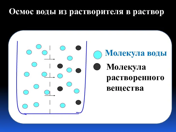 Молекула воды Молекула растворенного вещества Осмос воды из растворителя в раствор