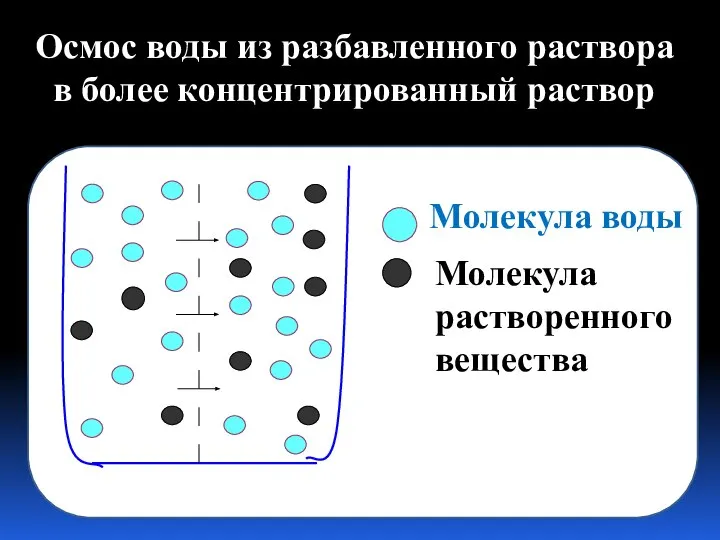 Молекула воды Молекула растворенного вещества Осмос воды из разбавленного раствора в более концентрированный раствор