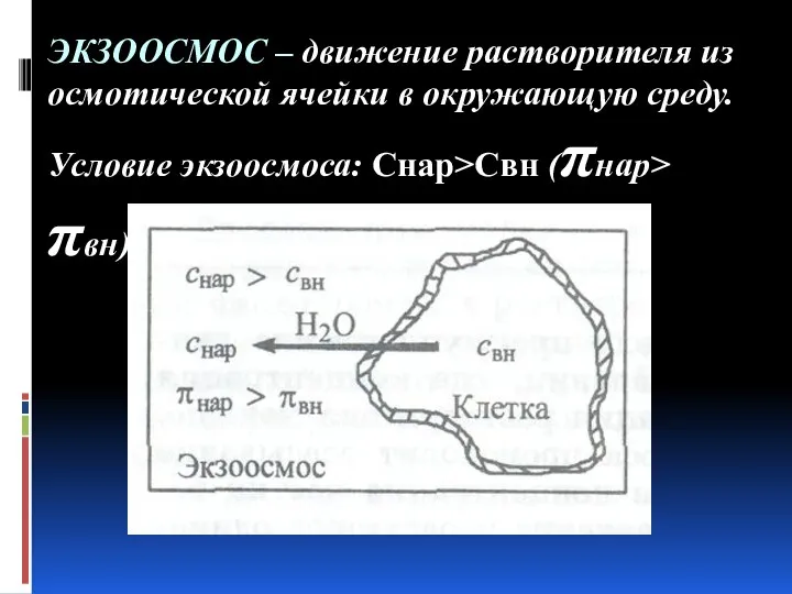 ЭКЗООСМОС – движение растворителя из осмотической ячейки в окружающую среду. Условие экзоосмоса: Снар>Свн (πнар> πвн).