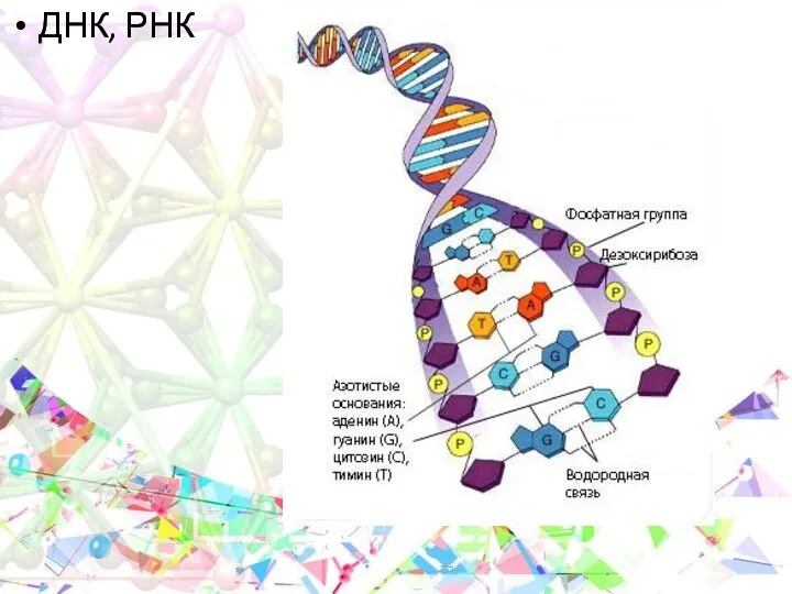 ДНК, РНК
