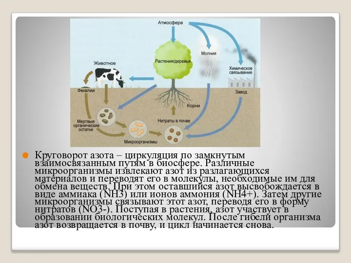 Круговорот азота – циркуляция по замкнутым взаимосвязанным путям в биосфере. Различные