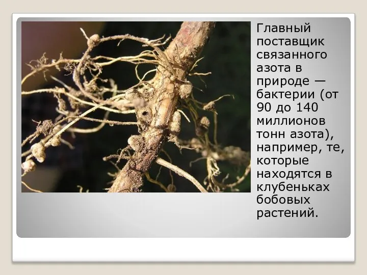 Главный поставщик связанного азота в природе — бактерии (от 90 до