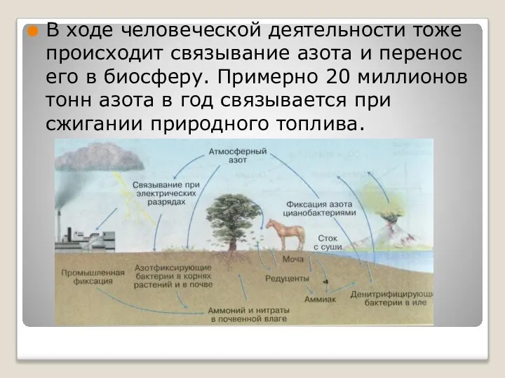 В ходе человеческой деятельности тоже происходит связывание азота и перенос его