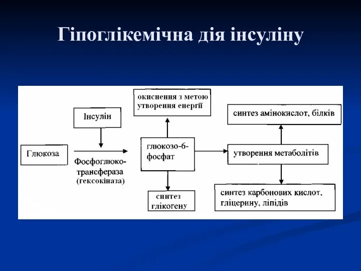 Гіпоглікемічна дія інсуліну