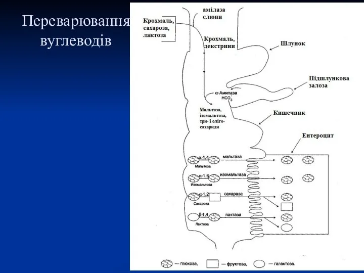 Переварювання вуглеводів