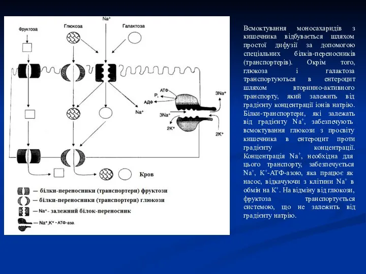 Всмоктування моносахаридів з кишечника відбувається шляхом простої дифузії за допомогою спеціальних