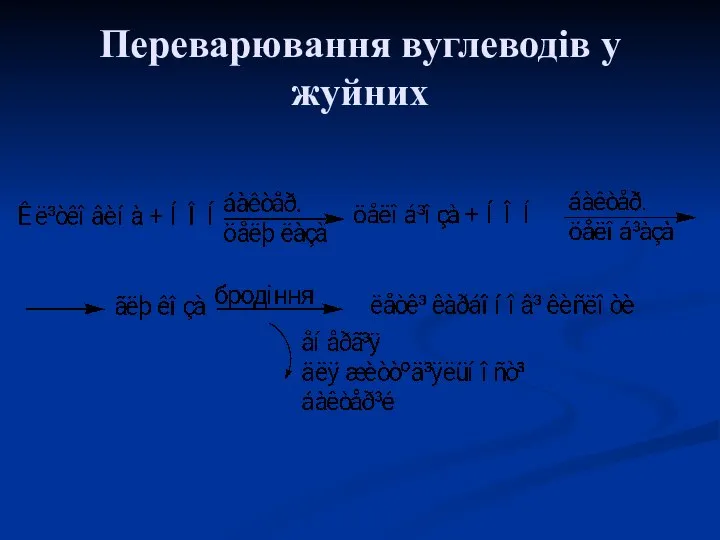 Переварювання вуглеводів у жуйних