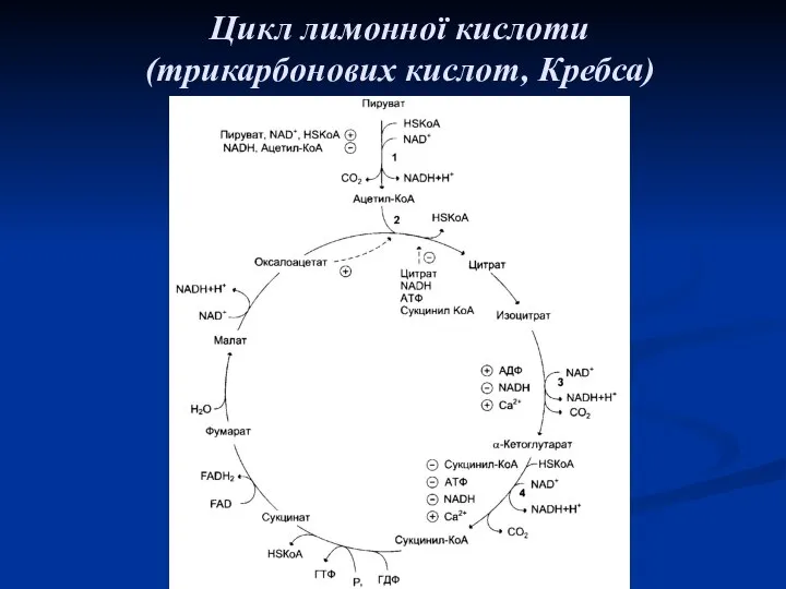 Цикл лимонної кислоти (трикарбонових кислот, Кребса)