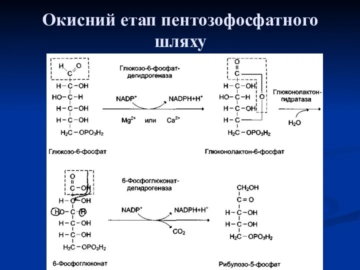 Окисний етап пентозофосфатного шляху