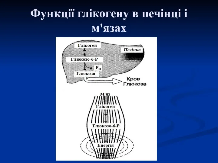 Функції глікогену в печінці і м'язах