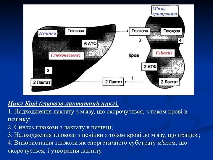 Цикл Корі (глюкозо-лактатний цикл). 1. Надходження лактату з м'язу, що скорочується,