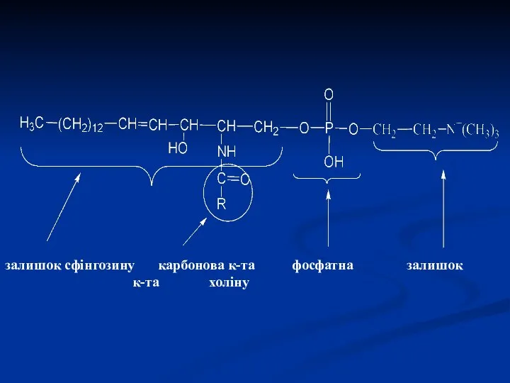 залишок сфінгозину карбонова к-та фосфатна залишок к-та холіну