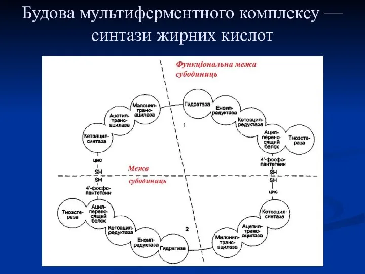 Будова мультиферментного комплексу — синтази жирних кислот