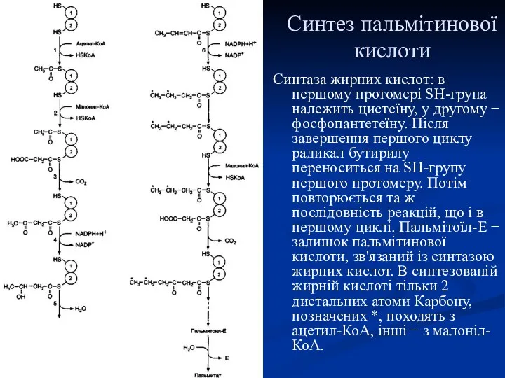 Синтез пальмітинової кислоти Синтаза жирних кислот: в першому протомері SH-група належить