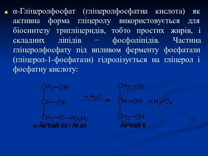 α-Гліцеролфосфат (гліцеролфосфатна кислота) як активна форма гліцеролу використовується для біосинтезу тригліцеридів,