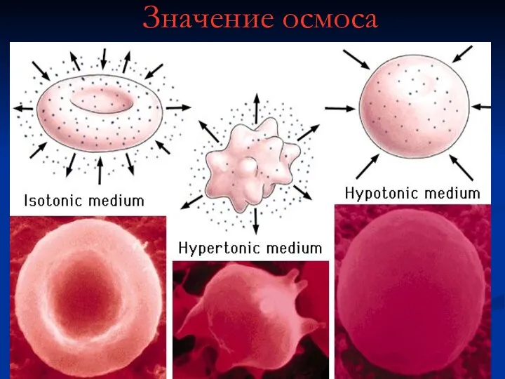 Значение осмоса