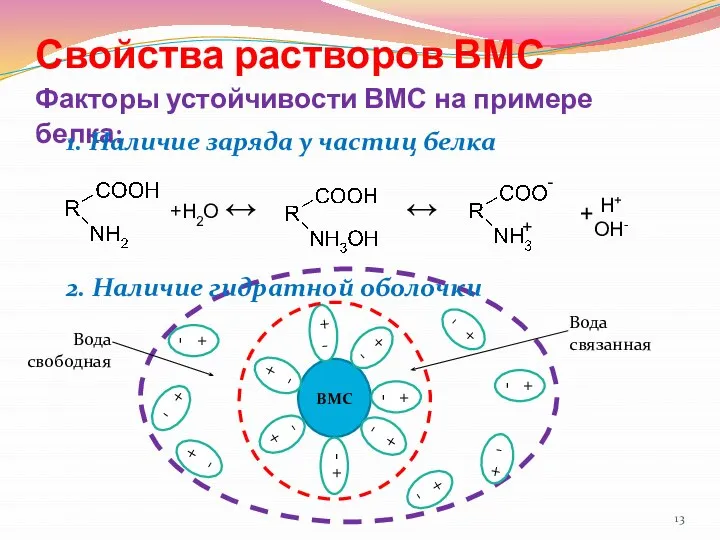 Свойства растворов ВМС Факторы устойчивости ВМС на примере белка: 1. Наличие