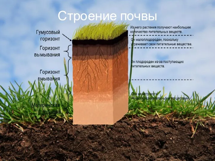 Строение почвы