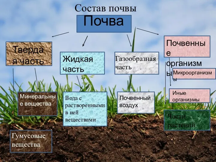 Состав почвы Почва Твердая часть Жидкая часть Газообразная часть Почвенные организмы