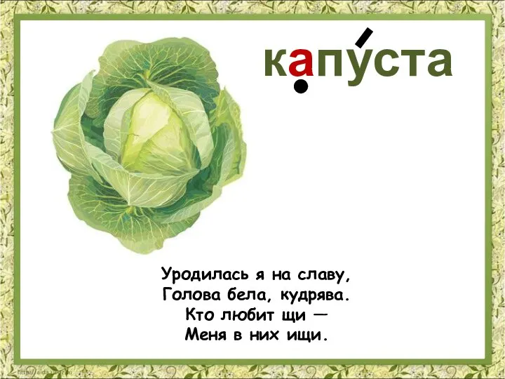 Уродилась я на славу, Голова бела, кудрява. Кто любит щи — Меня в них ищи. капуста