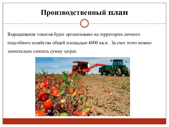 Производственный план Выращивание томатов будет организовано на территории личного подсобного хозяйства