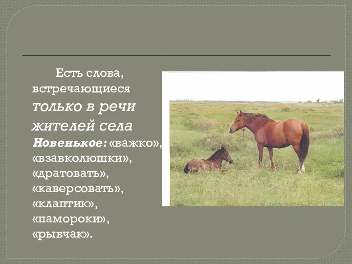 Есть слова, встречающиеся только в речи жителей села Новенькое: «важко», «взавколюшки», «дратовать», «каверсовать», «клаптик», «памороки», «рывчак».