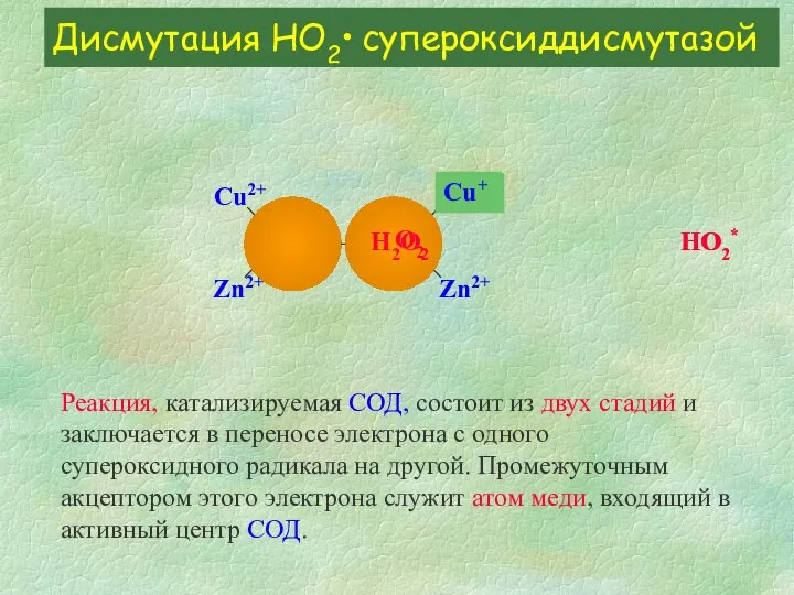 Дисмутация HО2• супероксиддисмутазой Сu2+ Zn2+ Zn2+ Сu2+ HO2* H2O2 Реакция, катализируемая