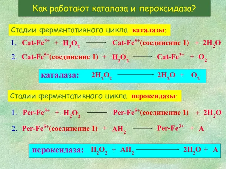 Как работают каталаза и пероксидаза? Стадии ферментативного цикла каталазы: Стадии ферментативного