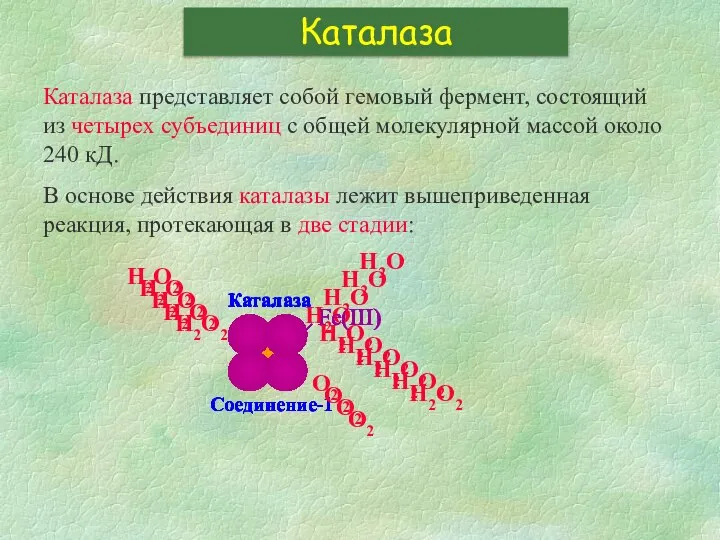 Каталаза представляет собой гемовый фермент, состоящий из четырех субъединиц с общей