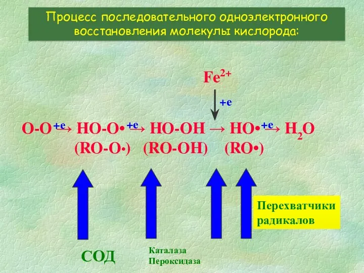 O-O → HO-O• → HO-OH → HO• → H2O (RO-O•) (RO-OH)