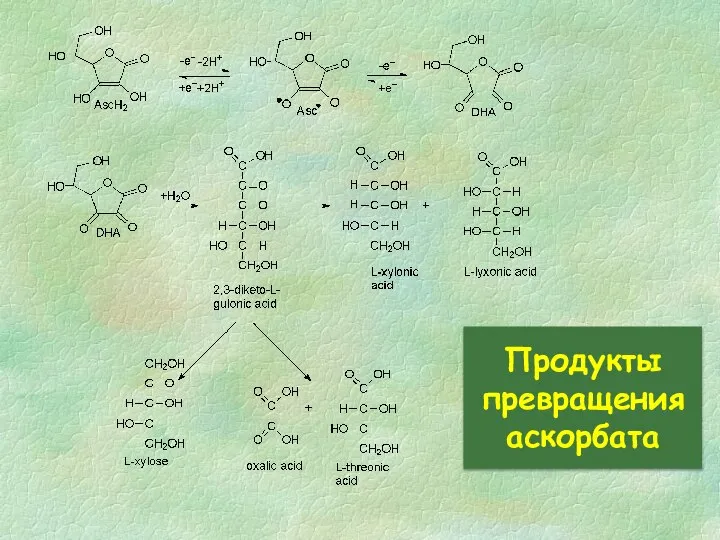 Продукты превращения аскорбата