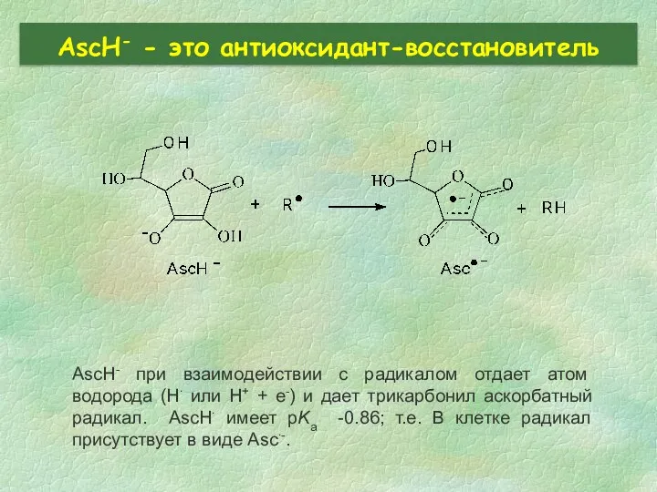 AscH- - это антиоксидант-восстановитель AscH- при взаимодействии с радикалом отдает атом