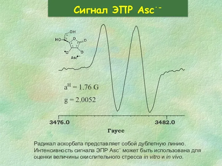 Сигнал ЭПР Asc∙- Радикал аскорбата представляет собой дублетную линию. Интенсивность сигнала