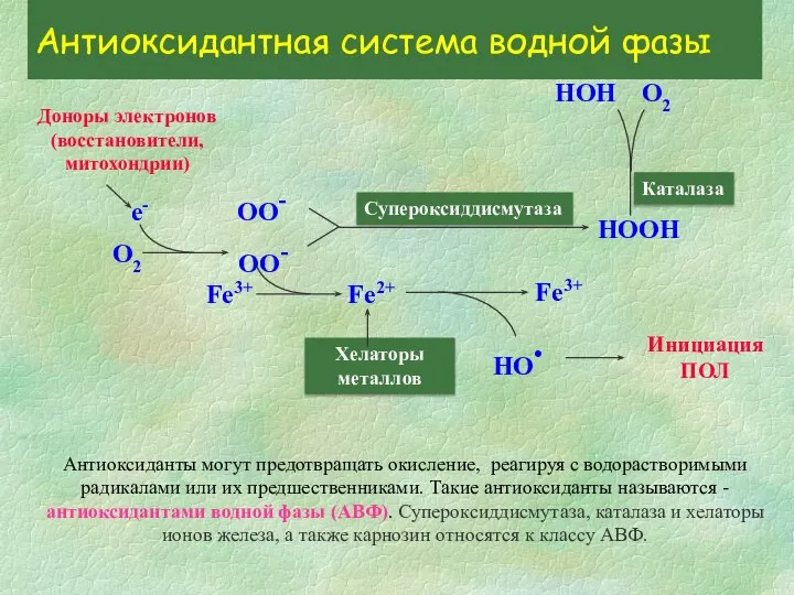 О2 Доноры электронов (восстановители, митохондрии) е- ОО- ОО- Супероксиддисмутаза НООН Каталаза