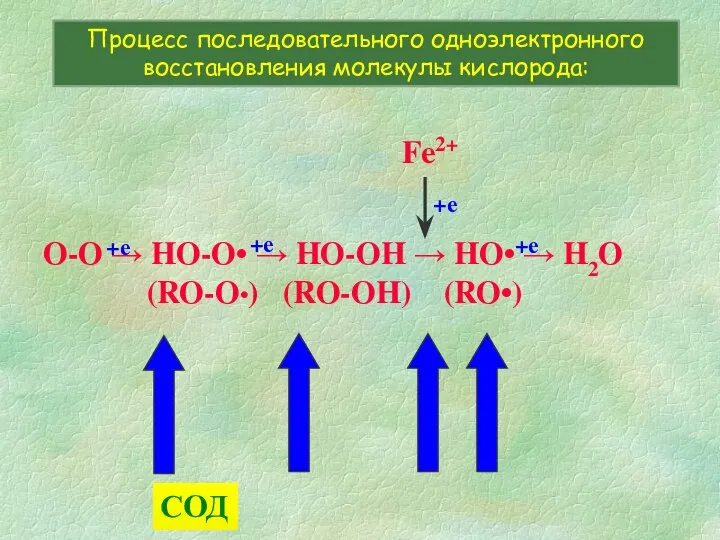 O-O → HO-O• → HO-OH → HO• → H2O (RO-O•) (RO-OH)