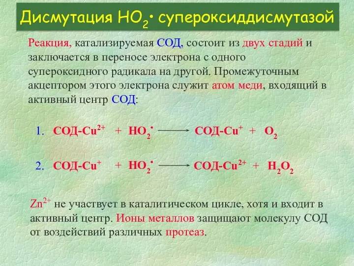 Дисмутация HО2• супероксиддисмутазой Реакция, катализируемая СОД, состоит из двух стадий и