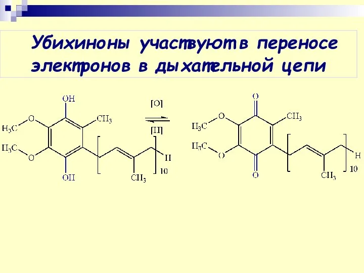 Убихиноны участвуют в переносе электронов в дыхательной цепи