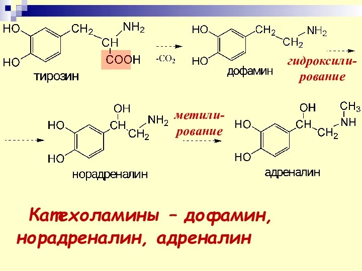 гидроксили- рование метили- рование Катехоламины – дофамин,норадреналин, адреналин