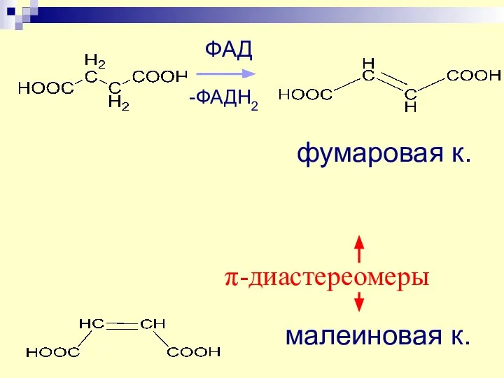 фумаровая к. малеиновая к. ФАД -ФАДН2 π-диастереомеры