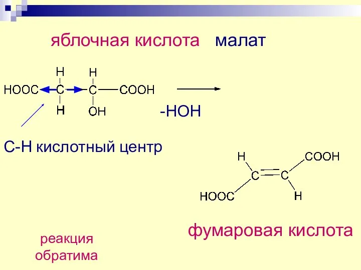 яблочная кислота малат фумаровая кислота -НОН С-Н кислотный центр реакция обратима