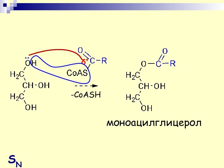 .. δ+ моноацилглицерол -СoASH SN
