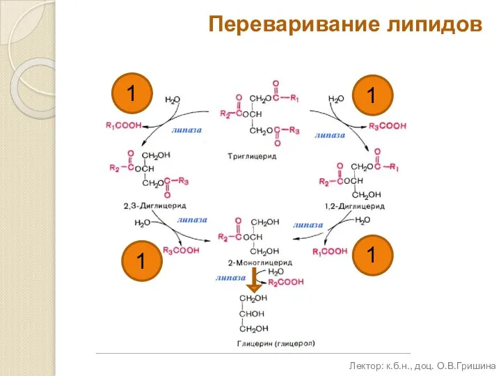 Переваривание липидов Лектор: к.б.н., доц. О.В.Гришина