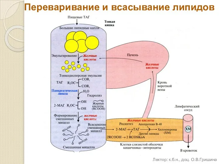 Переваривание и всасывание липидов Лектор: к.б.н., доц. О.В.Гришина