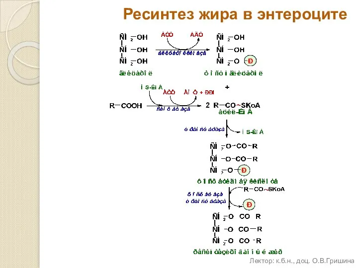 Ресинтез жира в энтероците Лектор: к.б.н., доц. О.В.Гришина