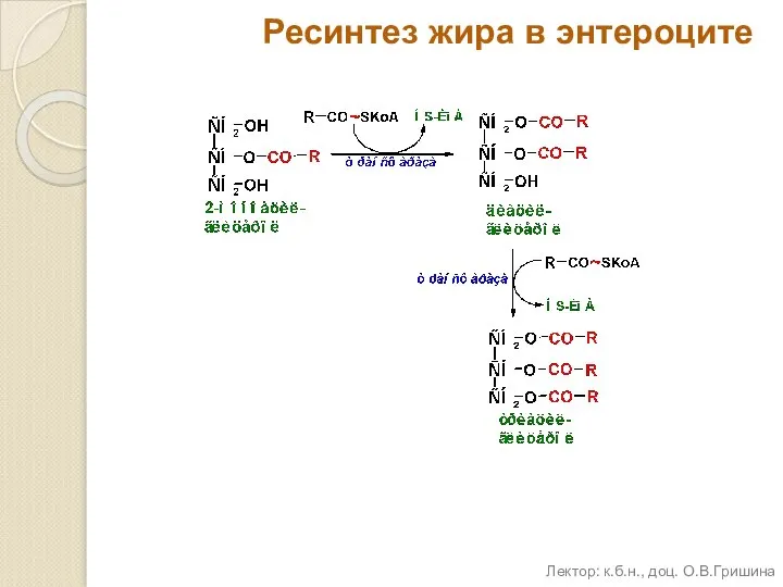 Ресинтез жира в энтероците Лектор: к.б.н., доц. О.В.Гришина