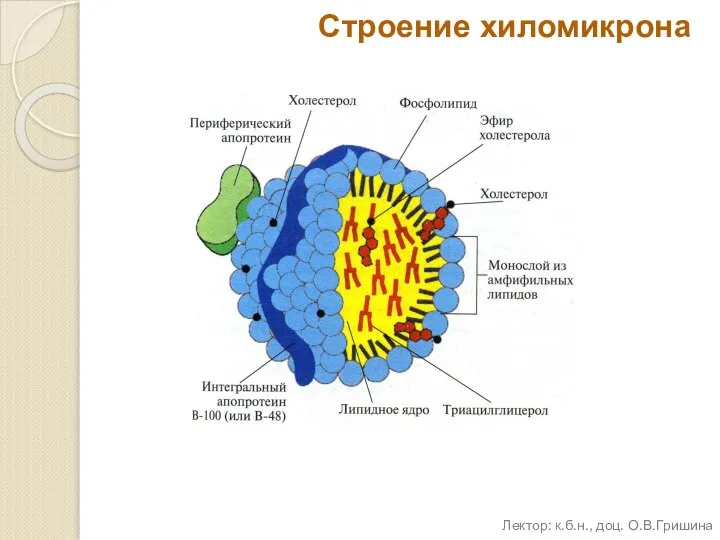 Строение хиломикрона Лектор: к.б.н., доц. О.В.Гришина