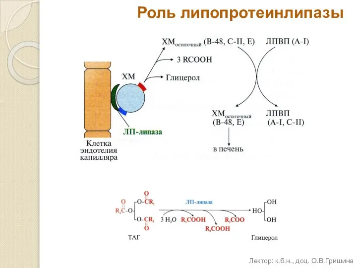 Роль липопротеинлипазы Лектор: к.б.н., доц. О.В.Гришина