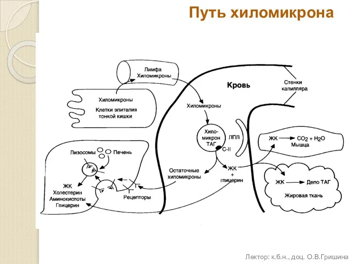 Путь хиломикрона Лектор: к.б.н., доц. О.В.Гришина